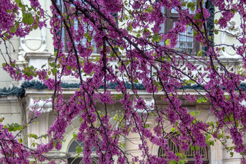 Spring in Plovdiv. Branches of blooming tree against the background of the municipality's courtyard. Bulgaria.