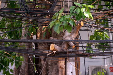 Power lines and vegetation along Lak Muang Road, Bangkok, Thailand
