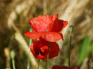'Papaver rhoeas' Common poppy - corn, red or field poppy