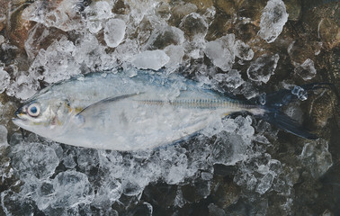 Sea Trevally fish or jack fish.