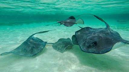 Shark Ray Alley, Caye Caulker, Sand Pedro, Belize