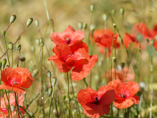 Red poppies 'Papaver rhoeas' in a grass field