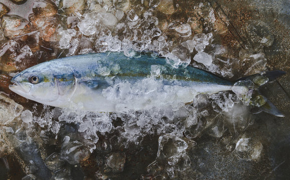 Full body of young amberjack fish.