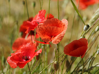 Red poppies  'Papaver rhoeas' in a grass field