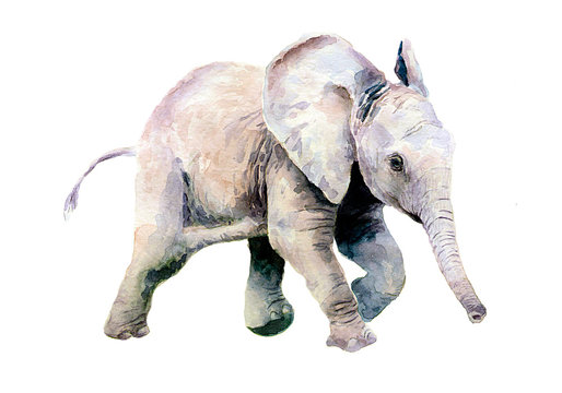 Watercolor Drawing Of A Little Baby Elephant.