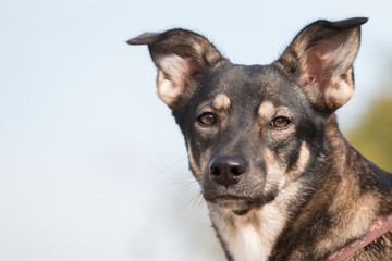 portrait of a rescue dog