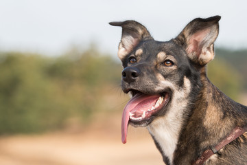 german shepherd rescue dog