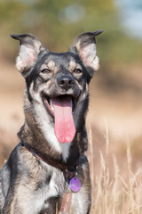 Dog with long tongue