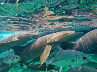 Shark Ray Alley, Caye Caulker, Sand Pedro, Belize