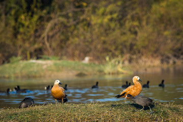 A grooming display by the Ruddy shelduck pair at keoladeo national park, bharatpur bird sanctuary, rajasthan, india