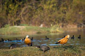 A grooming display by the Ruddy shelduck pair at keoladeo national park, bharatpur bird sanctuary, rajasthan, india