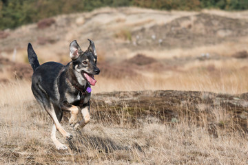 Rescue dog running