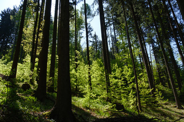 Fototapeta premium Spring forest in bright sunlight