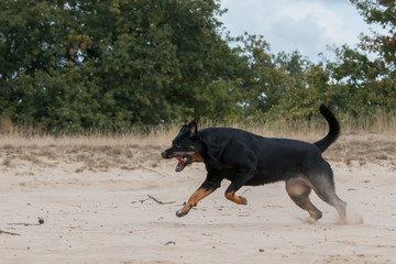 Happy Rottweiler running