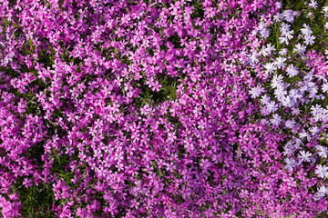 Purple spring flowers texture background. Close-up