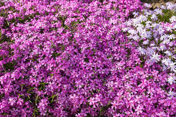 Obraz premium Purple spring flowers texture background. Close-up