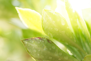 Spring natural blurred background with closeup of green leaf
