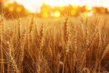 ears of golden wheat in the field at sunset light