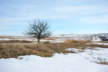 Apple tree without leaves on the snowy hill with dry grass, winter landscape, blue cloudy sky background
