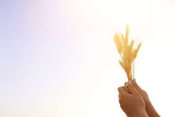 woman hands holding wheat against sunset sky
