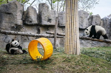 Pandas in Shanghai Zoo. - 265940898