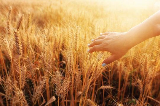 woman hand touching wheat in the field at sunset light