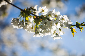 Cherry blossoms in the sunshine, blue sky