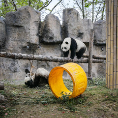 Pandas in Shanghai Zoo.