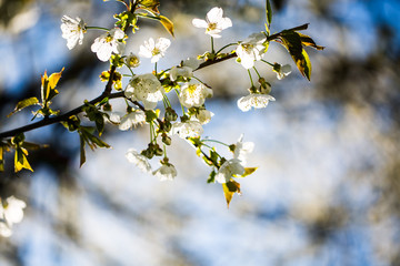 Cherry blossoms in the sunshine, blue sky