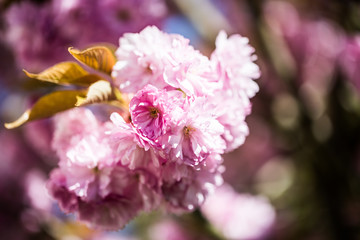 Cherry blossoms in the sunshine, blue sky