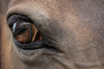 eye of a horse
