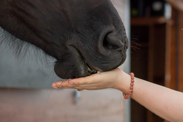 Horse licking woman's hand