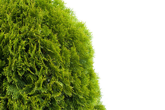 tuja szmaragd na białym tle