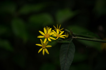 Spring wild flower