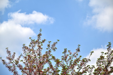 満開の八重桜