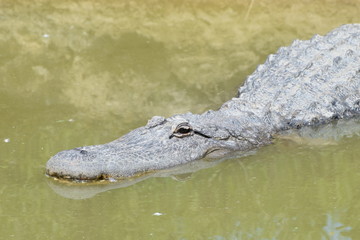 White alligator in the waters of the Safari Park of France.