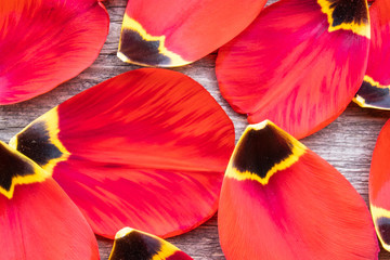 Petals of red tulips lie on the old boards. Background with tulip petals.