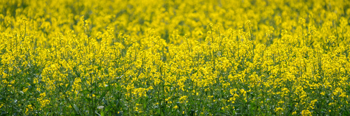 Yellow rape field, farming agriculture