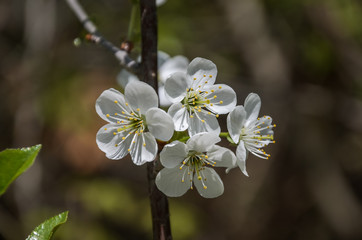Cherry branches with blooming flowers in spring in the wind	