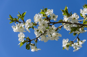 Cherry branches with blooming flowers in spring in the wind	