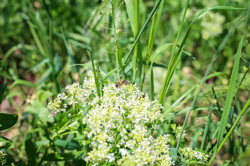 bee takes nectar from wildflowers