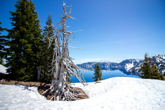 Abgestorbener Baum vor See und Spiegelung