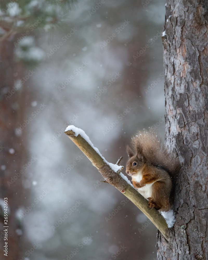 Canvas Prints red squirrel perched up a tree on a branch with snow falling and woodland in the background. taken i
