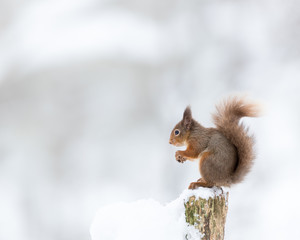 Red Squirrel Perched on a stump with snow white background.  Taken in the Cairngorms National Park, Scotland. © L Galbraith