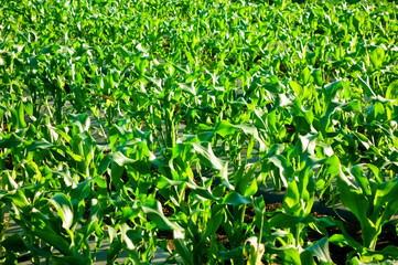 陽光に輝く艶やかな緑色のカボチャの葉っぱ