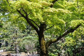 初夏の公園の樹木