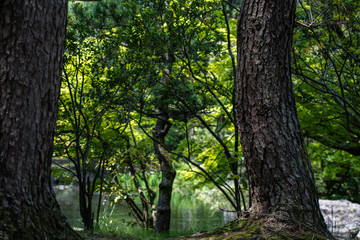 Fototapeta premium 初夏の公園の樹木