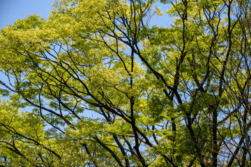 初夏の公園の樹木