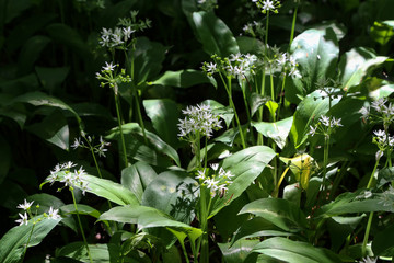Obraz premium The wild garlic blooms in the spring forest