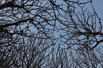 Branches of trees